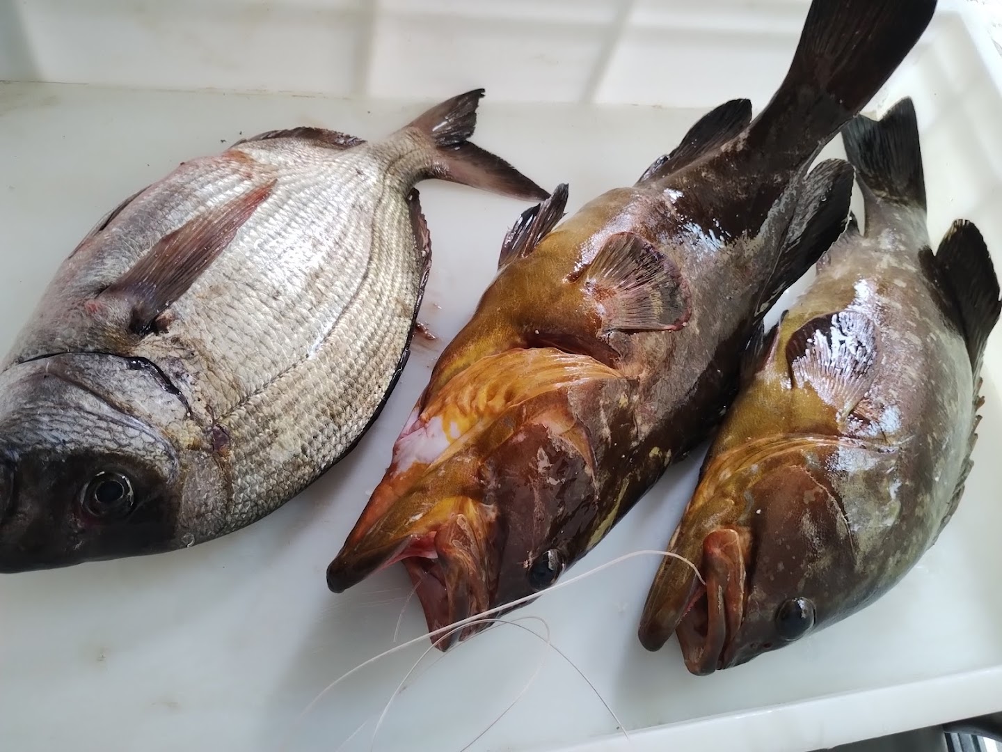 Il Calimero , cucina mediterranea · Foto 2
